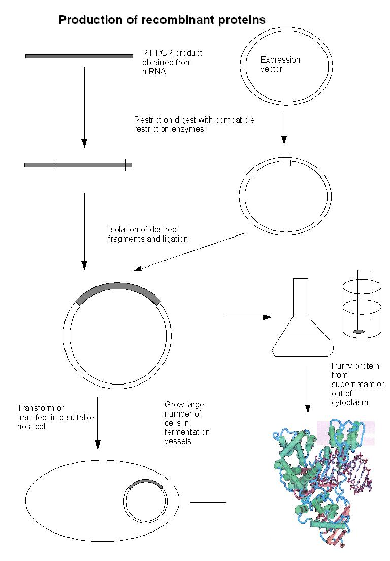 Protein Production